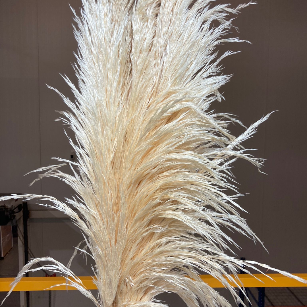 ASSORTED PAMPAS GRASS