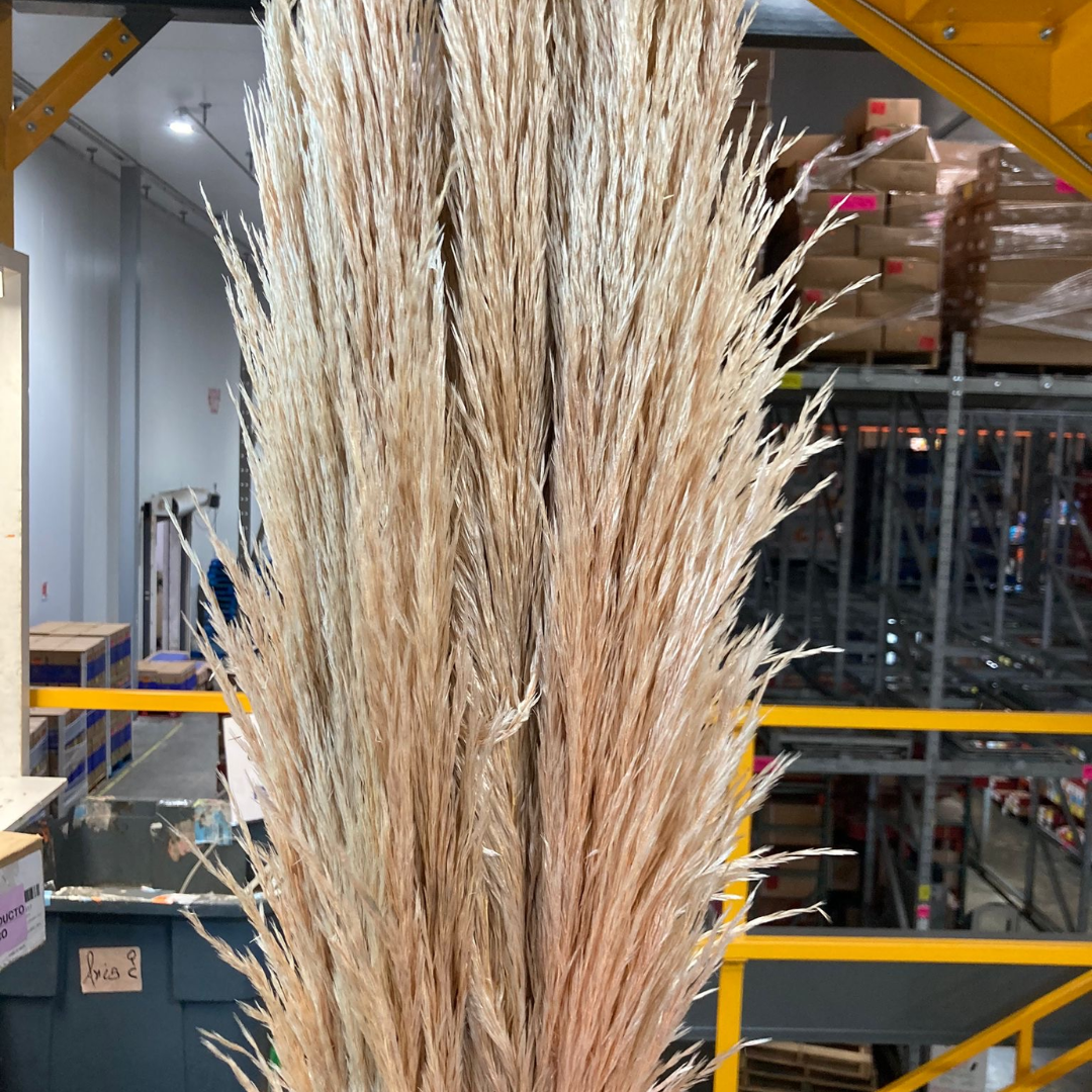 ASSORTED PAMPAS GRASS